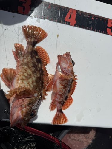 カサゴの釣果