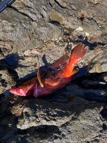 アカハタの釣果
