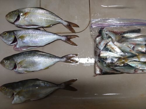 ネリゴの釣果