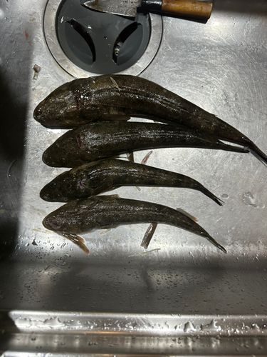 コチの釣果