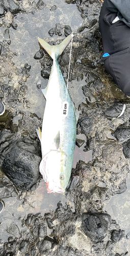 ブリの釣果
