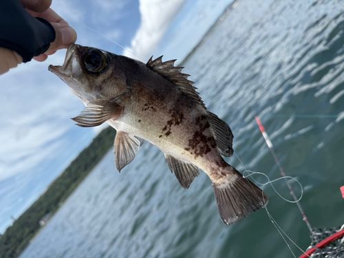 シロメバルの釣果