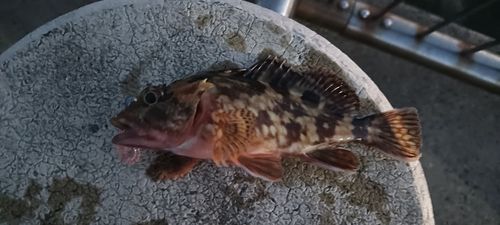 カサゴの釣果