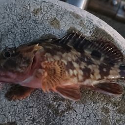 カサゴ
