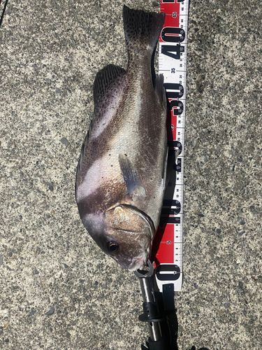 コショウダイの釣果