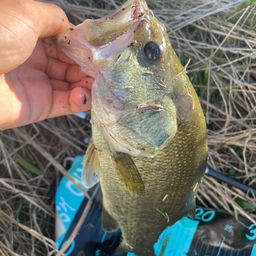 ラージマウスバス