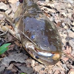 スモールマウスバス