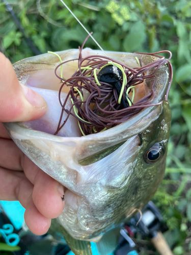 ラージマウスバスの釣果