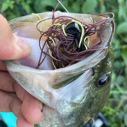 ラージマウスバス