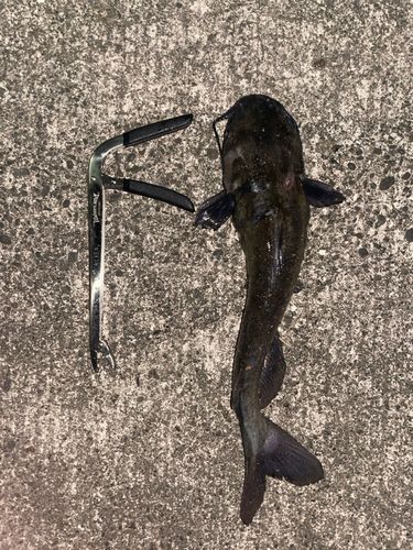 チャネルキャットフィッシュの釣果