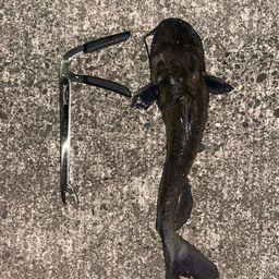 チャネルキャットフィッシュ