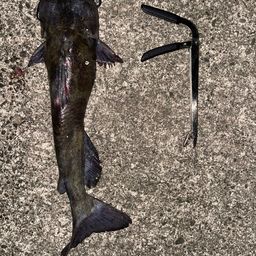 チャネルキャットフィッシュ