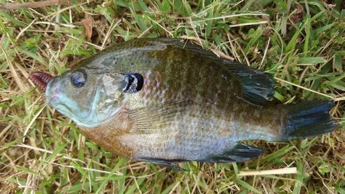 ブルーギルの釣果
