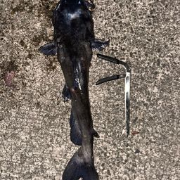 チャネルキャットフィッシュ