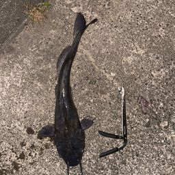 チャネルキャットフィッシュ