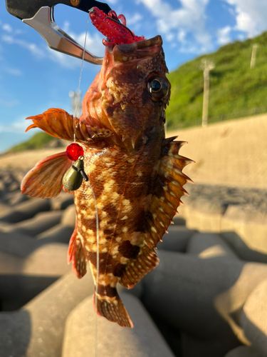 カサゴの釣果