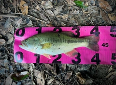 ブラックバスの釣果