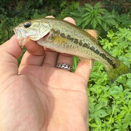 ラージマウスバス