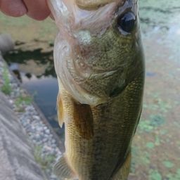 ラージマウスバス