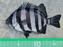 イシダイの釣果