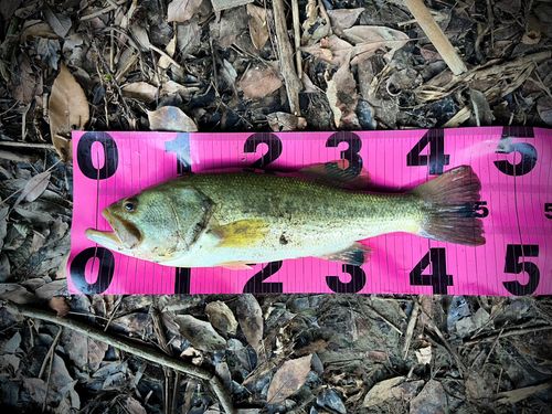 ブラックバスの釣果