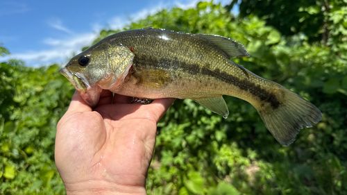 ラージマウスバスの釣果