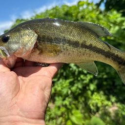 ラージマウスバス