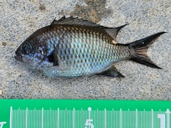 スズメダイの釣果