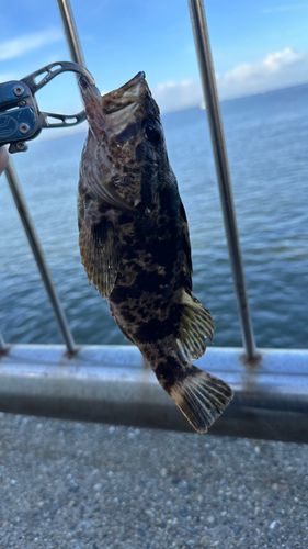 タケノコメバルの釣果