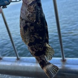 タケノコメバル