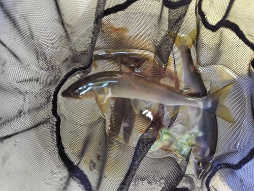 アユの釣果