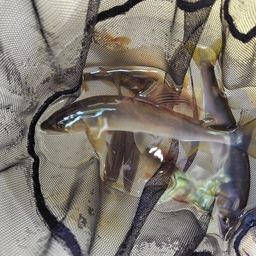 アユ