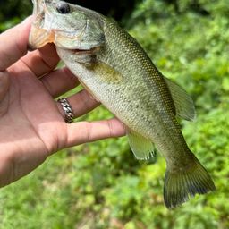 ラージマウスバス