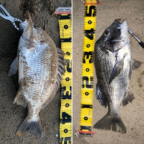 キビレの釣果