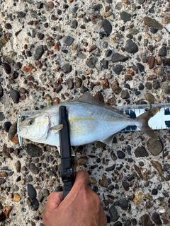 ショゴの釣果