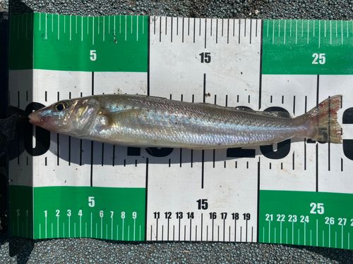 キスの釣果