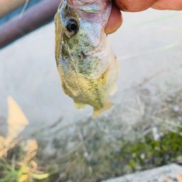 ラージマウスバス