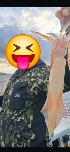 シロイカの釣果