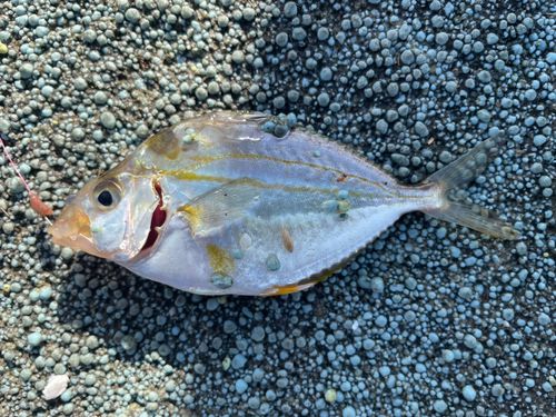 ヒイラギの釣果