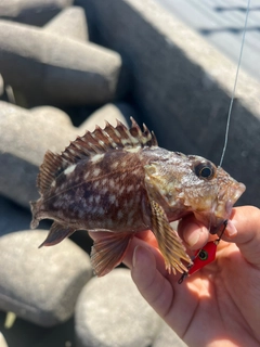 カサゴの釣果