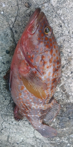 キジハタの釣果