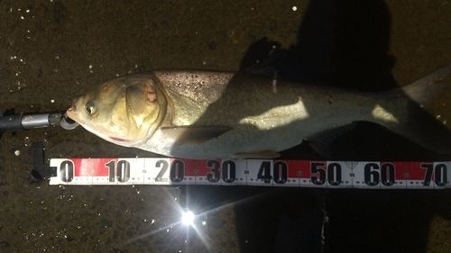 ハクレンの釣果