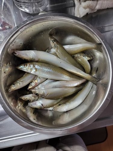 キスの釣果