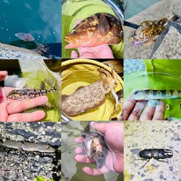 アサヒアナハゼ