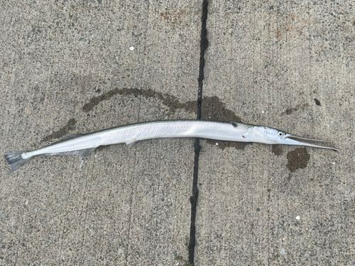 ダツの釣果