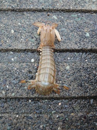 シャコの釣果