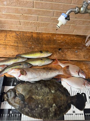 ナメタガレイの釣果