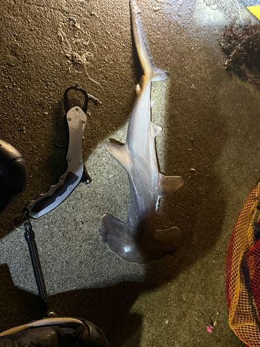 シュモクザメの釣果