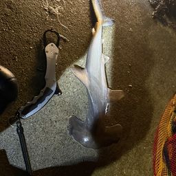 シュモクザメ