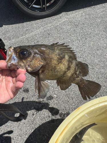 クロメバルの釣果